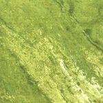 Fabric - WB Printed 300cm Marble Head Olive Green