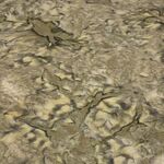 Fabric - WP Backing Essentials 108" Brown