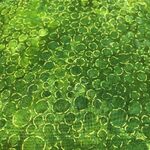 Fabric Piece - WB Print 280cm Green Gold Circles 60cm x 280cm