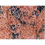 Ayu Batiks Fabrics - TDSM2409-1A