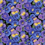 Fat Quarters - Flower Market -106 Pansy
