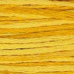 WDW 2224 Squash