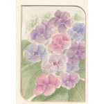 Belinda Ingram Watercolour - Hydrangea
