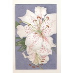 Belinda Ingram Watercolour - Muscudet Lily