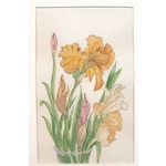 Belinda Ingram Watercolour - Iris