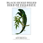 Black Sickle-Billed Bird of Paradise