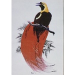  Graeme Ross Cross Stitch Chart - Count Raggi's Bird of Paradise