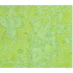 Batik Tonals - Fat Quarters - Sublime
