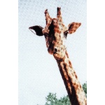  Graeme Ross Cross Stitch Chart - Giraffe