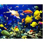 Landscapes Sampler Kit Great Barrier Reef