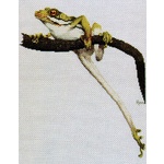  Graeme Ross Cross Stitch Chart - Green Tree Frog 