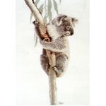  Graeme Ross Cross Stitch Chart - Koala 