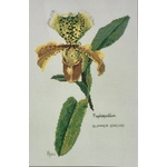 Ross Originals Cross Stitch Chart - Orchids Paphiopedilum