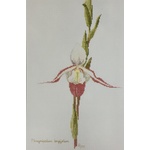 Ross Originals Cross Stitch Chart - Orchids Phragmipedium 