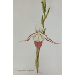 Ross Originals Cross Stitch Chart - Orchids Phragmipedium 