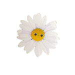 Button - 35mm White Flower