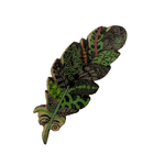 Button - 40mm Wooden Feather - Green