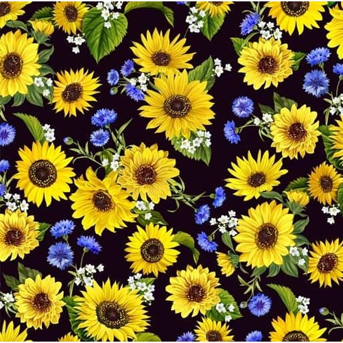Sunflower Sunrise